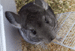 Chinchilla