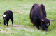 Yak