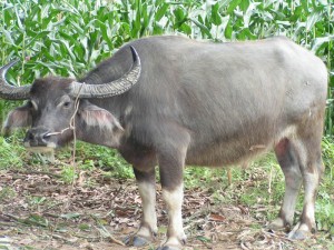 bufalo asiatico
